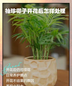 秀珍椰子开花后怎么处理