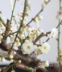 玉蝶梅花花苞什么样的