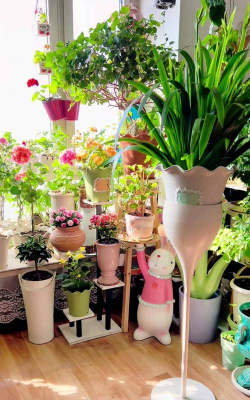 家庭养花用生根粉