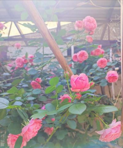 家庭养花用生根粉