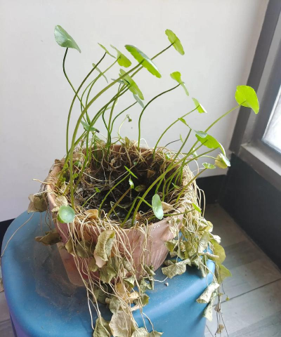 家庭养花用生根粉