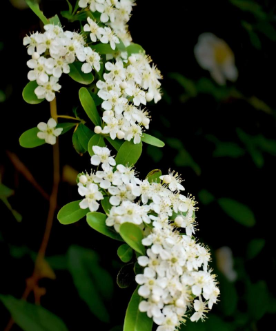 和火棘相同的花是什么花