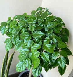 叶子像幸福树的是什么树