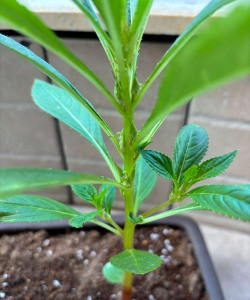 家庭养花用生根粉