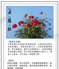 卡罗拉玫瑰花怎么养