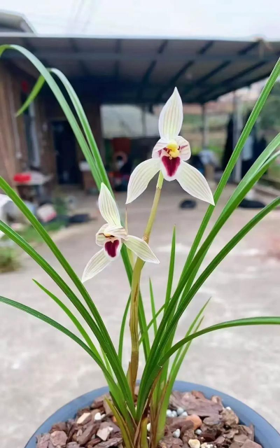 雪里红的花什么样子