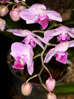 泰国洋兰花叶子长什么样