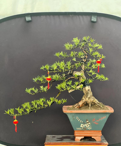 雀舌罗汉松移栽用什么土