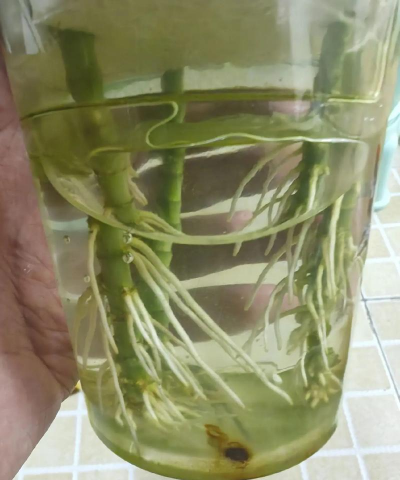 家庭养花用生根粉