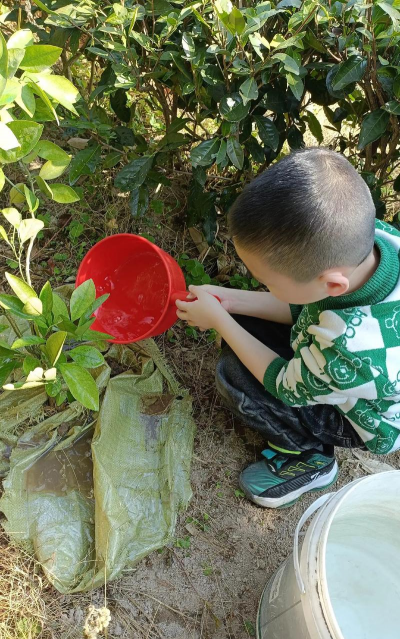 家庭养花用生根粉