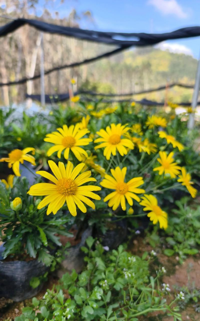 木春菊的开的花像什么