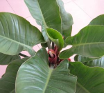 绿帝王喜林芋还叫什么名