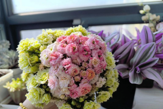 家庭养花用生根粉