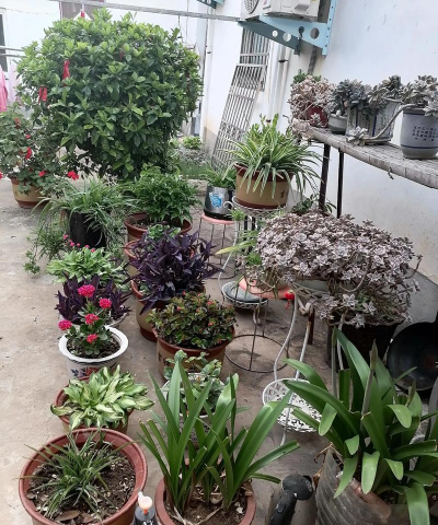 家庭养花用生根粉