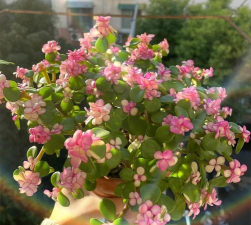 家庭养花用生根粉