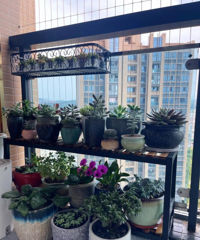 家庭养花用生根粉