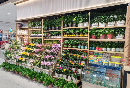 家庭养花用生根粉