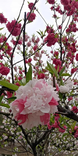 家庭养花用生根粉