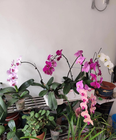 家庭养花用生根粉