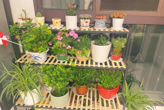 家庭养花用生根粉