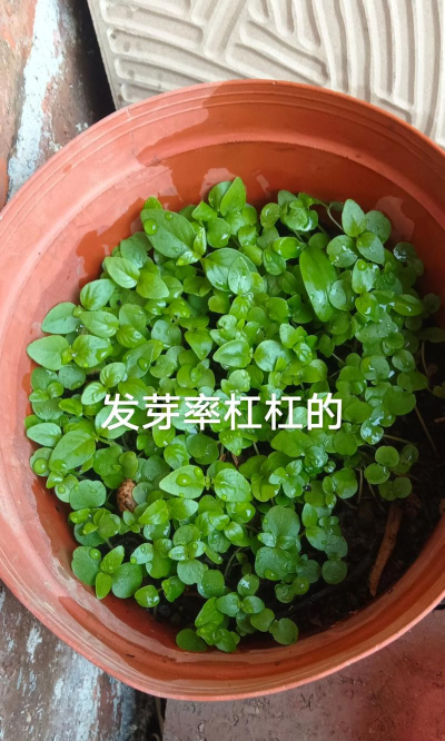 穿心莲的种子怎么种植