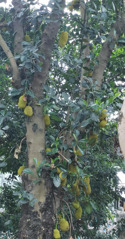 菠萝蜜树是什么样子