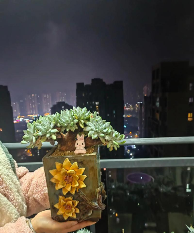 家庭养花用生根粉