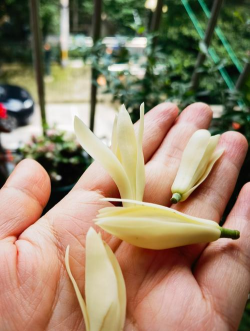 黄角兰的花苞是什么样