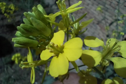 雪里红的花是什么样子