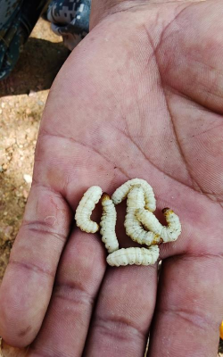 家庭养花用生根粉