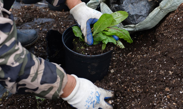 家庭养花用生根粉