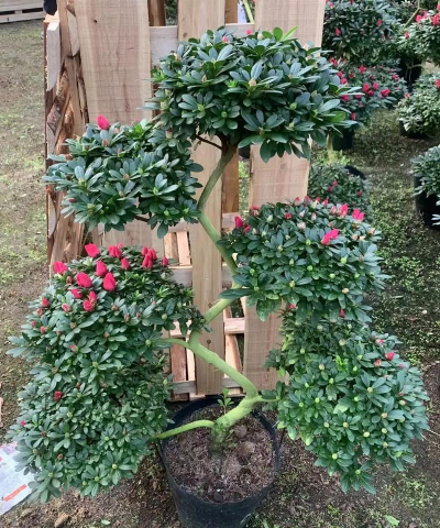 杜鹃花怎么做造型