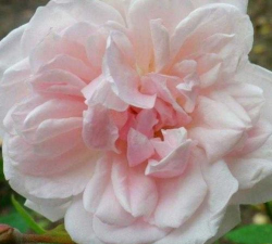 粉晕香水月季花什么香味