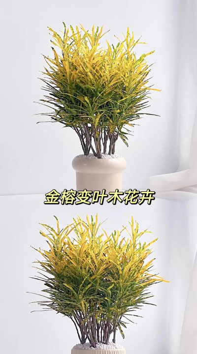 为什么黄金万两叶变黄