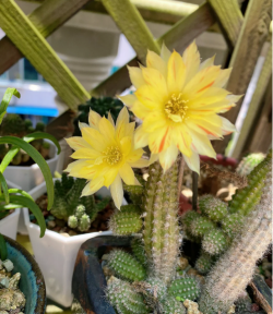 为什么我养的白檀短短的