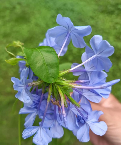 蓝花积雪草被称为什么