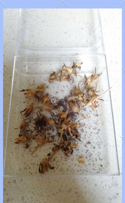 家庭养花用生根粉