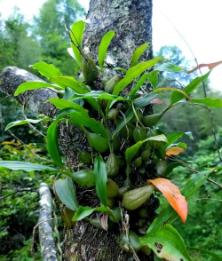 石仙桃的花是什么样的