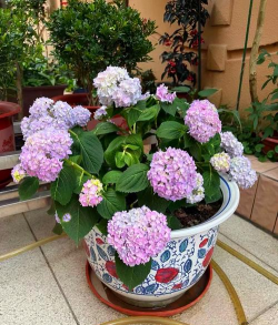 绣球无尽夏叶子怎么办 绣球无尽夏叶子怎么办