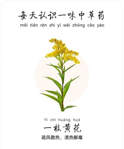 一枝黄花属于什么花材