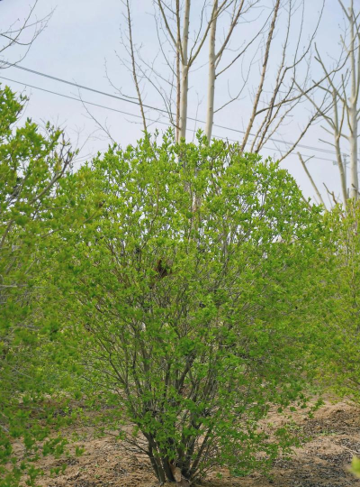 榆叶梅的春季管理