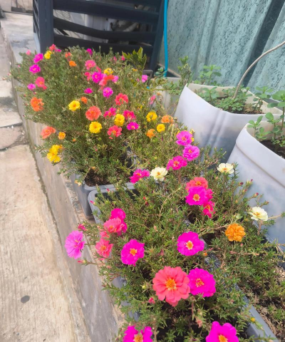 家庭养花用生根粉