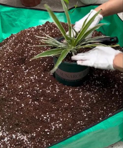 家庭养花用生根粉