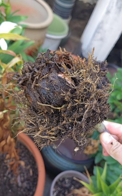 家庭养花用生根粉