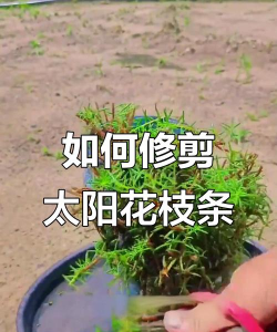 宽叶太阳花夏天怎么修剪