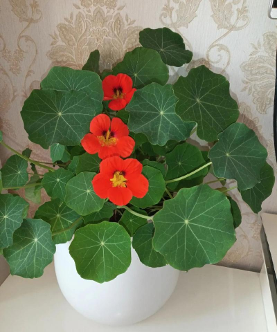 什么花籽冬天一周就开花