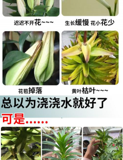 家庭养花用生根粉