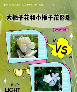 栀子花跟栀子有什么区别