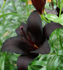 黑美人花的花是什么样