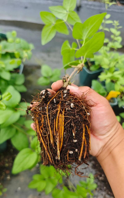 家庭养花用生根粉